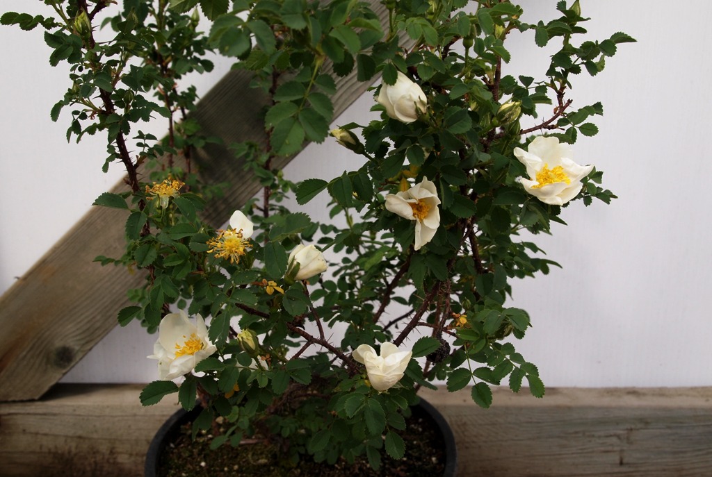Scotch Briar Rose - Rosa Rosa pimpinellifolia