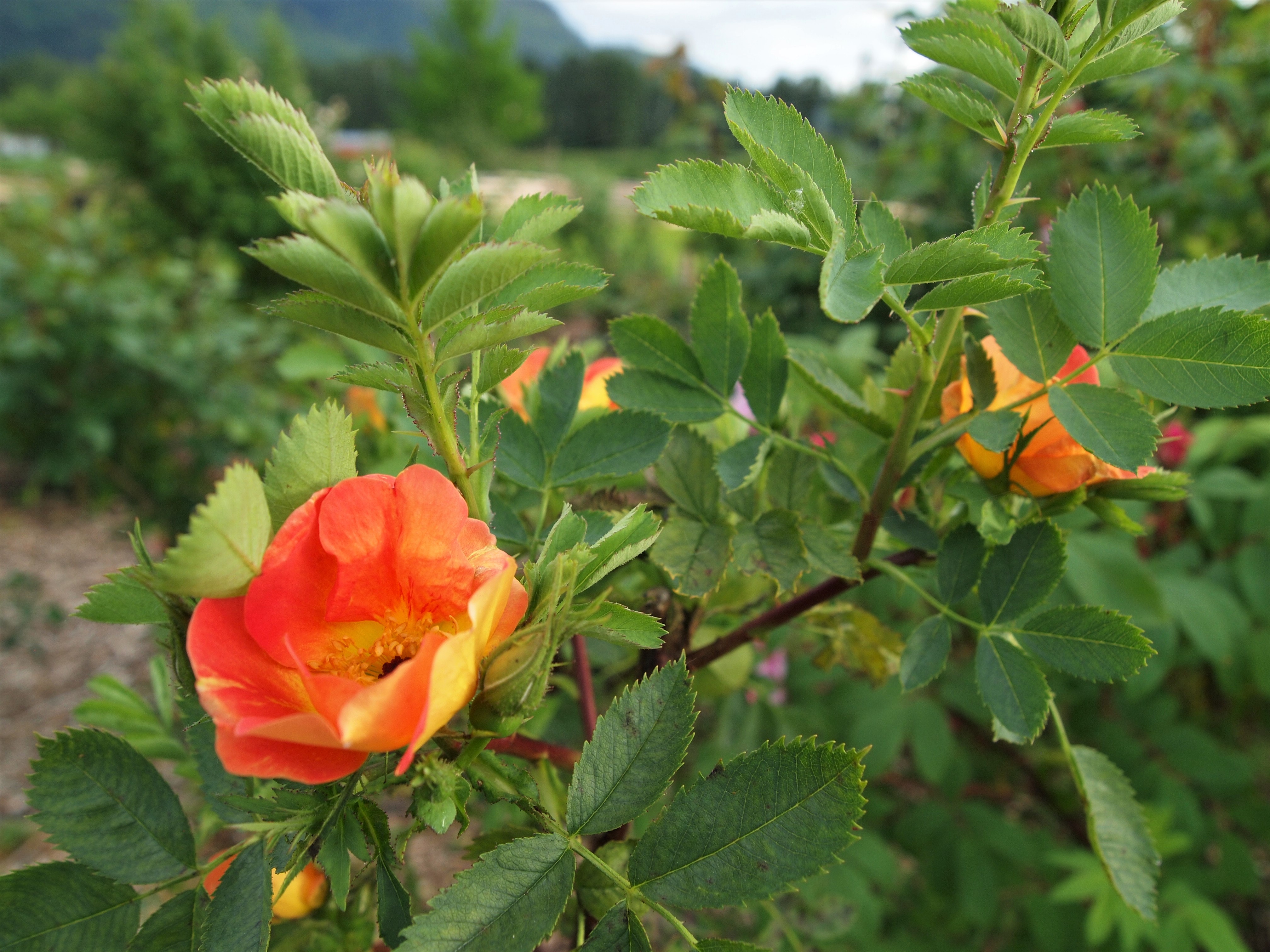 Species Roses Fraser Valley Rose Farm