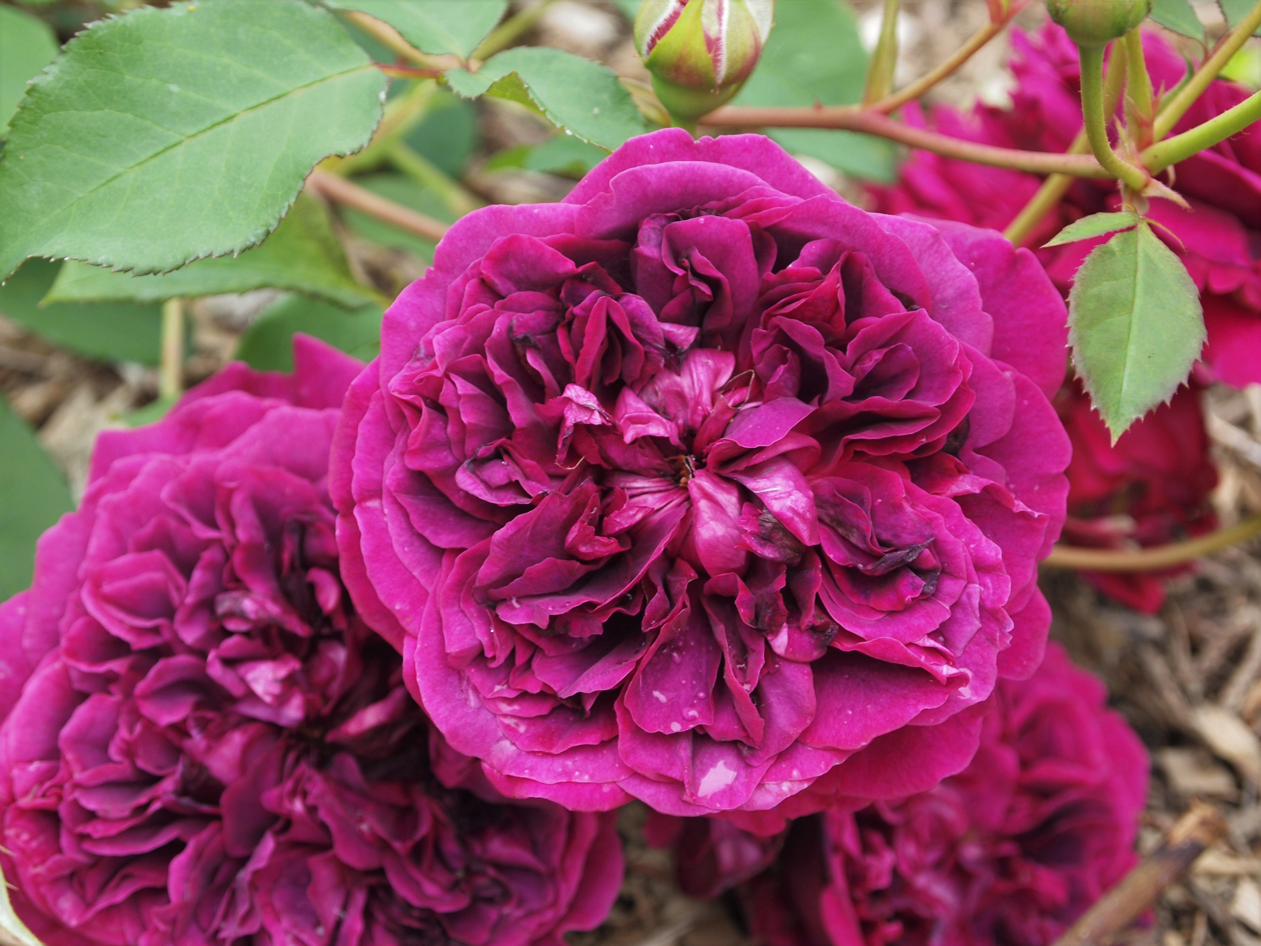 Old Garden Roses – Fraser Valley Rose Farm
