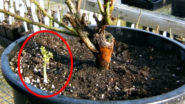 Own-Root vs. Grafted Roses: Which Is Best for Your Garden?