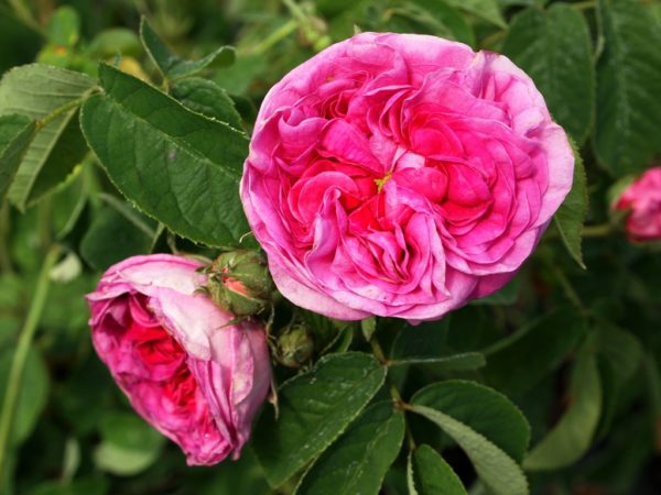Old Garden Roses – Fraser Valley Rose Farm