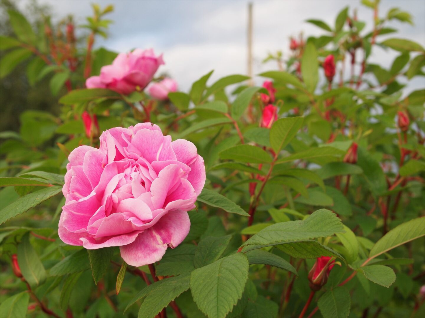 CalPhotos: Rosa spinosissima; Scotch Rose, Burnet Rose