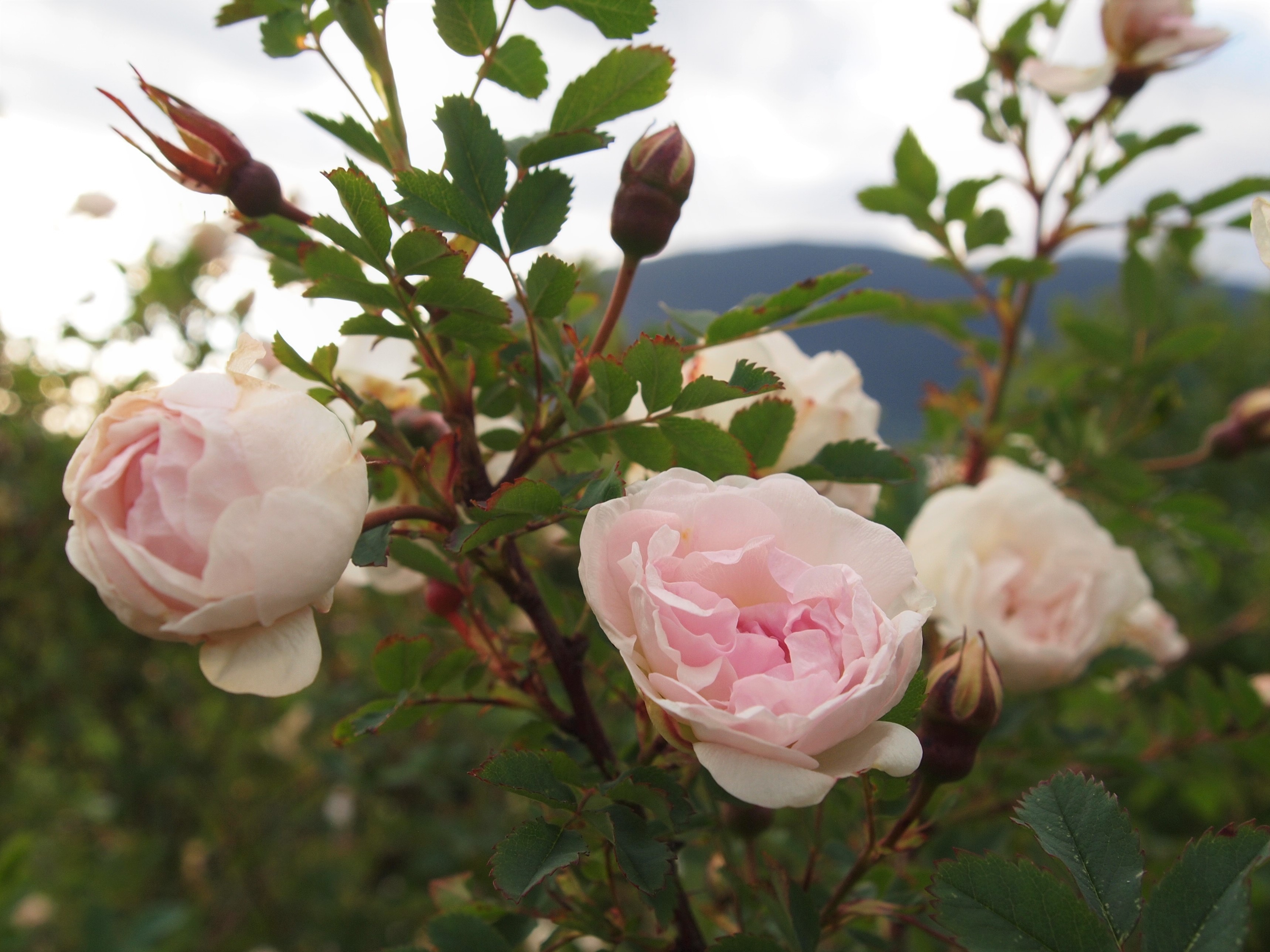 Rosa spinosissima (Burnet Rose, Scotch Rose, Scottish Briar