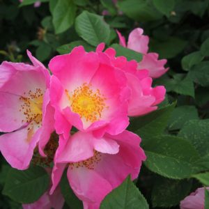 Rosa 'Complicata' in 2 Gallon Pot