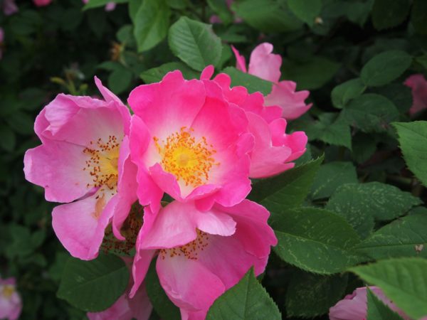 Rosa 'Complicata' in 2 Gallon Pot