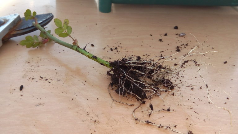 How to Grow Roses from Cuttings: A Beginner-Friendly Guide