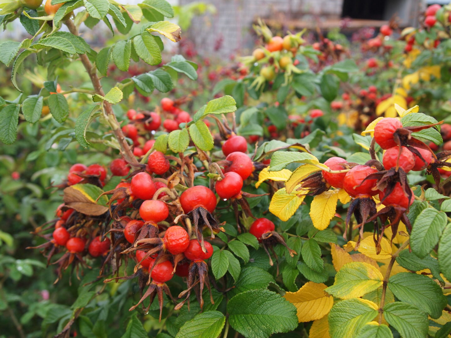 Online Plant Guide - Rosa spinosissima 'Scotch Rose' / Scotch Rose