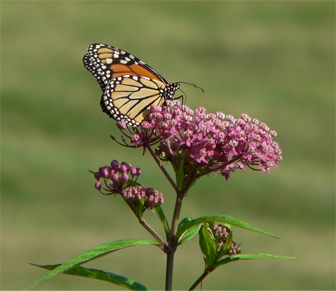 Plant These to Support Beneficial Insects