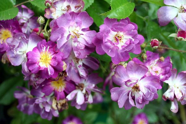 Rosa 'Veilchenblau' in 2 gallon pot