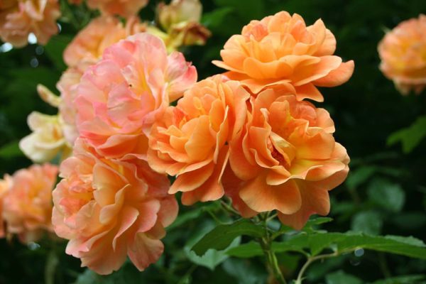 Rosa 'Westerland' in 2 Gallon Pot
