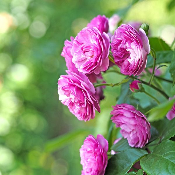 Rosa 'Excellenz von Schubert' in 2 Gallon Pot