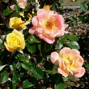 Rosa 'Laura Ford' in 2 Gallon Pot