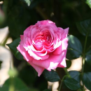 Rosa 'Aloha' (1949) in 2 Gallon Pot