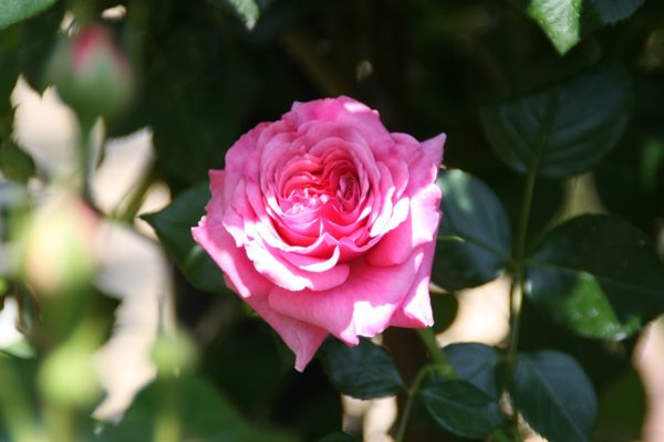 Rosa 'Aloha' (1949) in 2 Gallon Pot