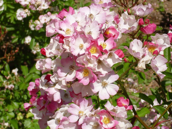 Rosa 'Ballerina' in 2 Gallon Pot