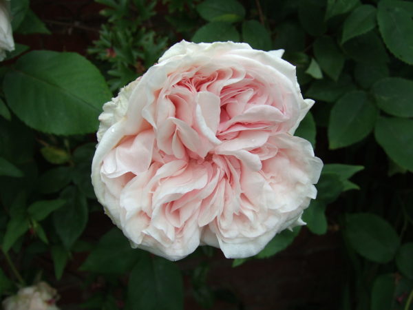 Rosa 'Souvenir de la Malmaison' in 1 Gallon Pot
