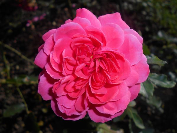 Rosa 'Rosarium Uetersen' (KORtersen) in 2 Gallon Pot