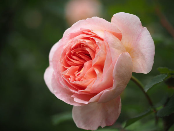 Rosa 'Abraham Darby' in 2 gallon Pot