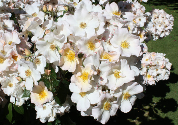 Rosa 'Sally Holmes' in 2 Gallon Pot