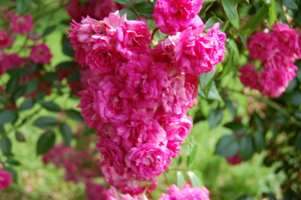 Rosa 'Super Dorothy' (HELdoro) in 2 Gallon Pot