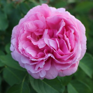 Rosa 'Geschwind's Orden' in 2 Gallon Pot