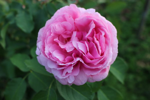 Rosa 'Geschwind's Orden' in 2 Gallon Pot