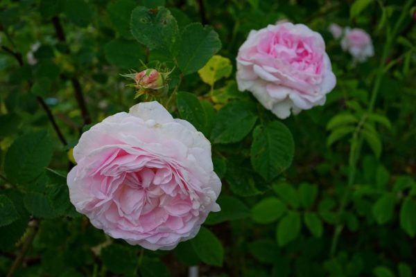 Rosa 'Chloris' in 2 Gallon Pot
