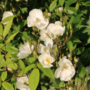 Rosa 'Darlow's Enigma' in 2 gallon pot