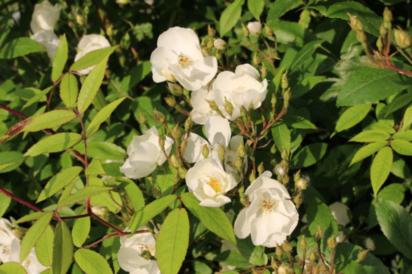 Rosa 'Darlow's Enigma' in 2 gallon pot