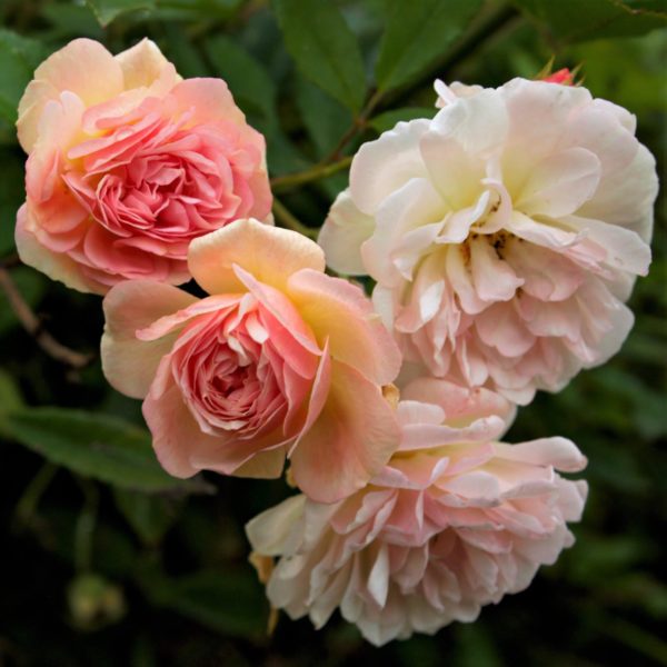 Rosa 'Ghislaine de Feligonde' in 2 Gallon Pot