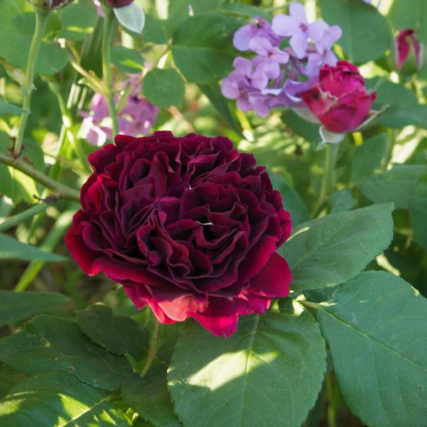 Rosa 'Souvenir du Docteur Jamain' in 2 Gallon Pot