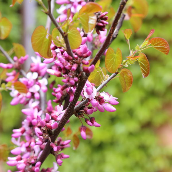 Western Redbud in 2 Gallon Pot