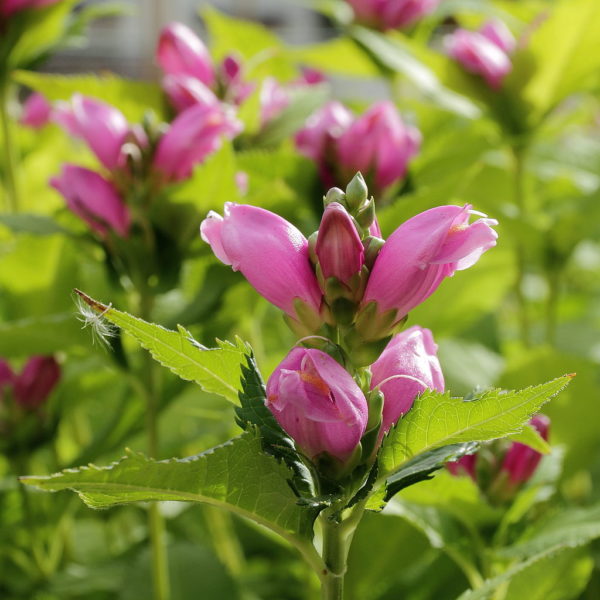 False Turtlehead in 1 Gallon Pot