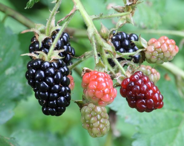 Thornless Blackberry in 1 Gallon Pot