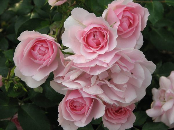 Rosa 'Bonica' in 2 Gallon Pot