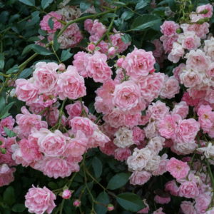 Rosa 'The Fairy' in 2 Gallon Pot