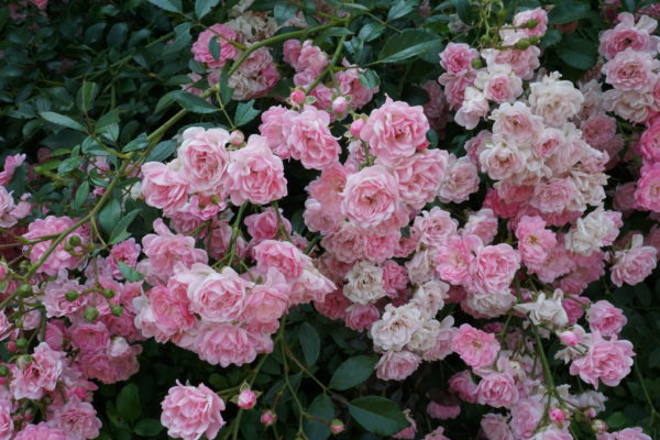 Rosa 'The Fairy' in 2 Gallon Pot