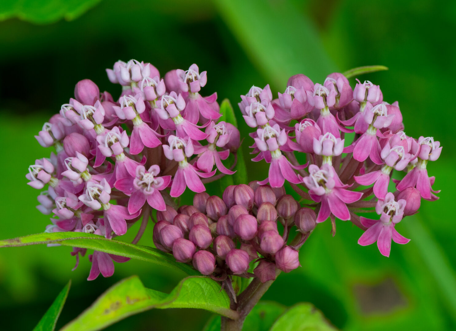 Pink Milkweed in 1 Gallon Pot Fraser Valley Rose Farm