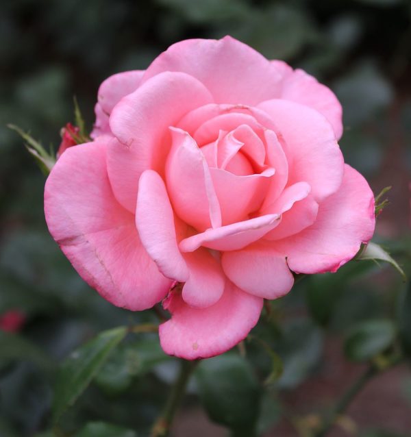 Rosa 'New Zealand' in 2 Gallon Pot