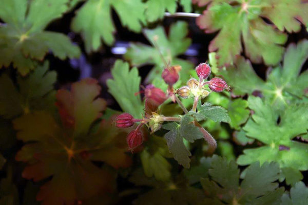 Bigroot Geranium in 1 Gallon Pot