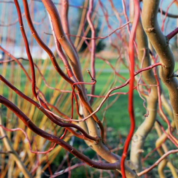 Red Corkscrew Willow in 2 Gallon Pot