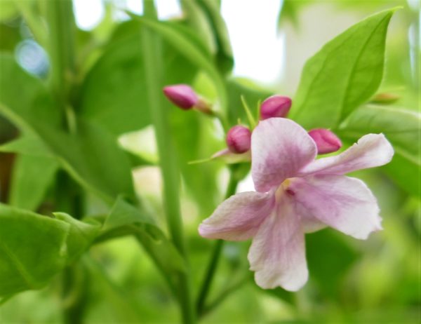 Climbing Jasmine in 1 Gallon Pot