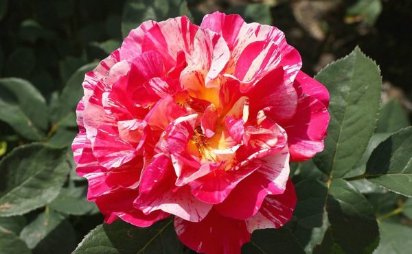 Rosa 'Maurice Utrillo' in 2 Gallon Pot