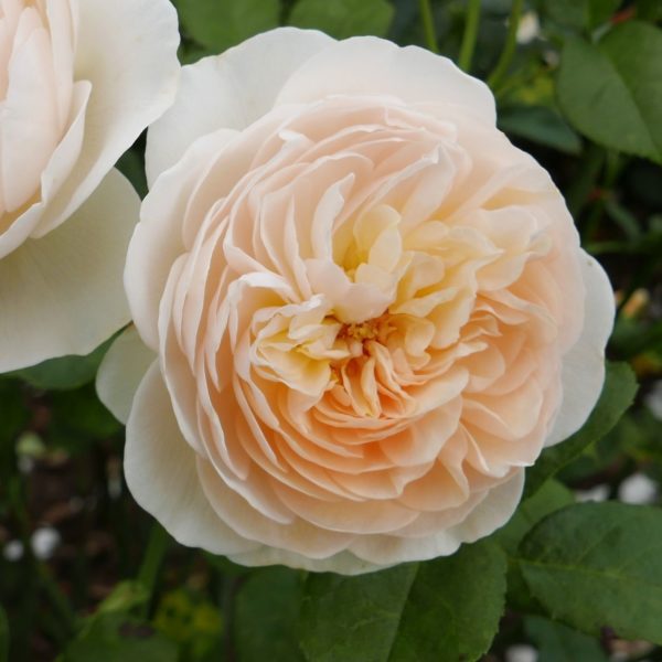 Rosa 'Moonlight in Paris' in 2 Gallon Pot