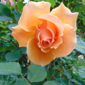 Rosa 'Just Joey' in 3 Gallon Pot