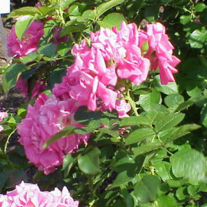 Rosa 'Turbo' in 2 Gallon Pot