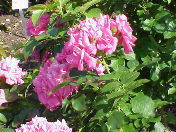 Rosa 'Turbo' in 2 Gallon Pot