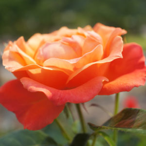 Rosa 'Fellowship' in 2 Gallon Pot