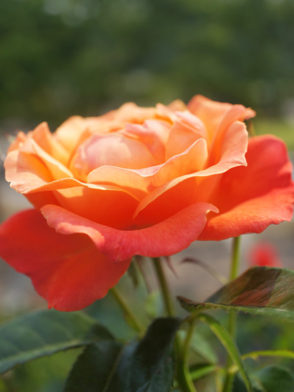 Rosa 'Fellowship' in 2 Gallon Pot