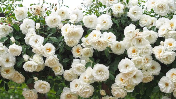 Rosa 'Climbing Iceberg' in 2 gallon pot
